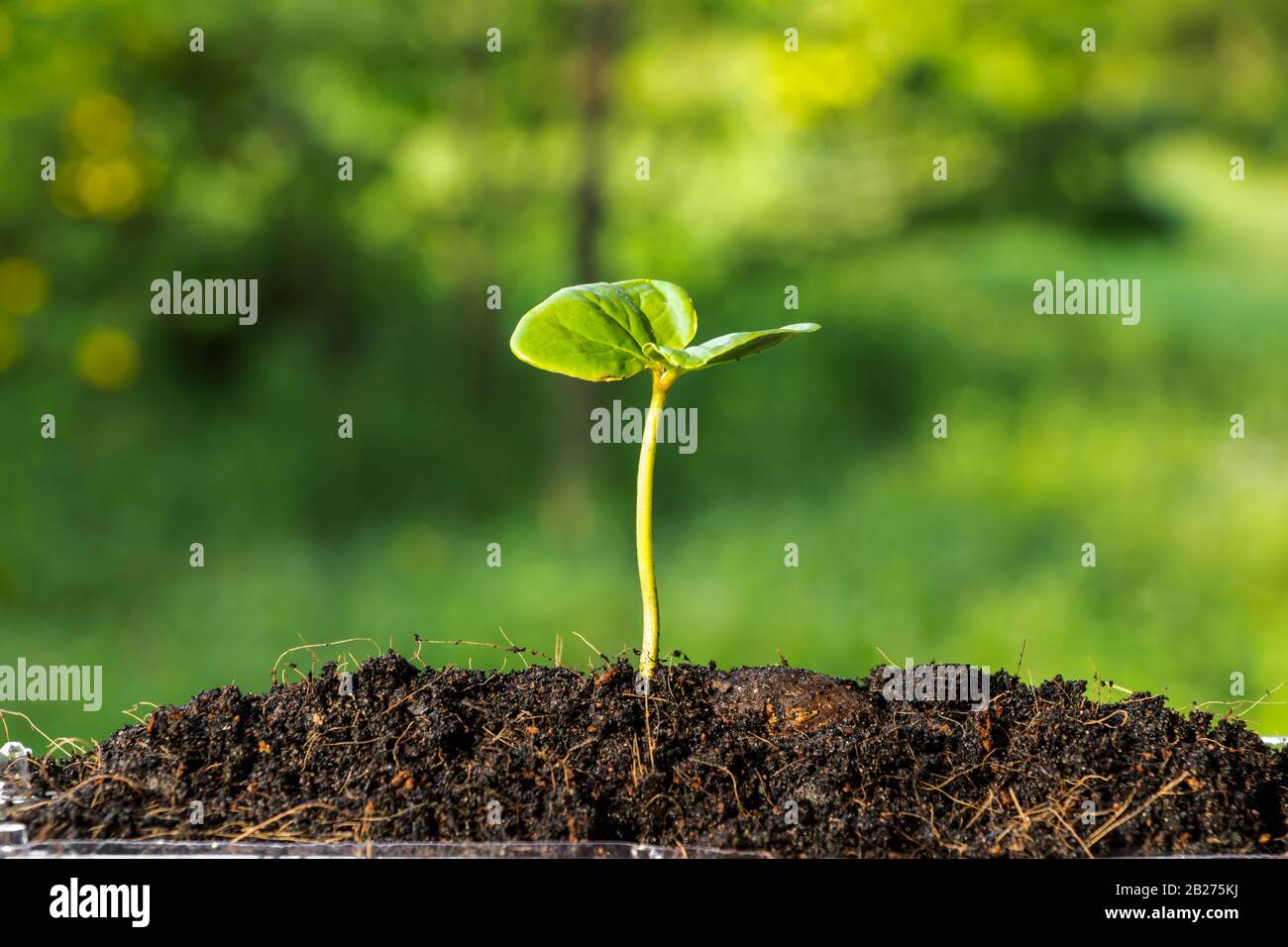 plant growing in soil growth seedling natural plant Stock Photo