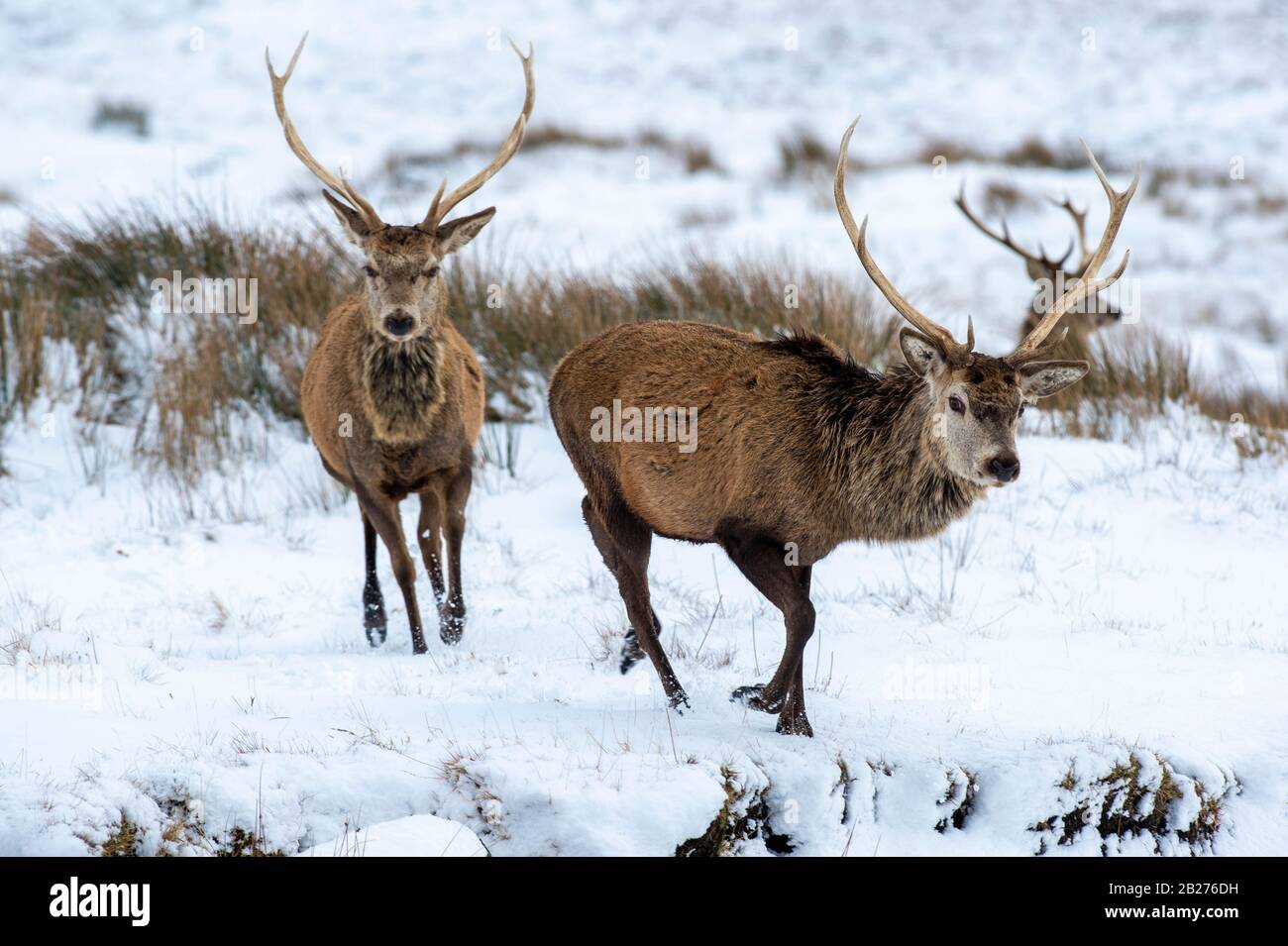 Running deer in snow Stock Photo