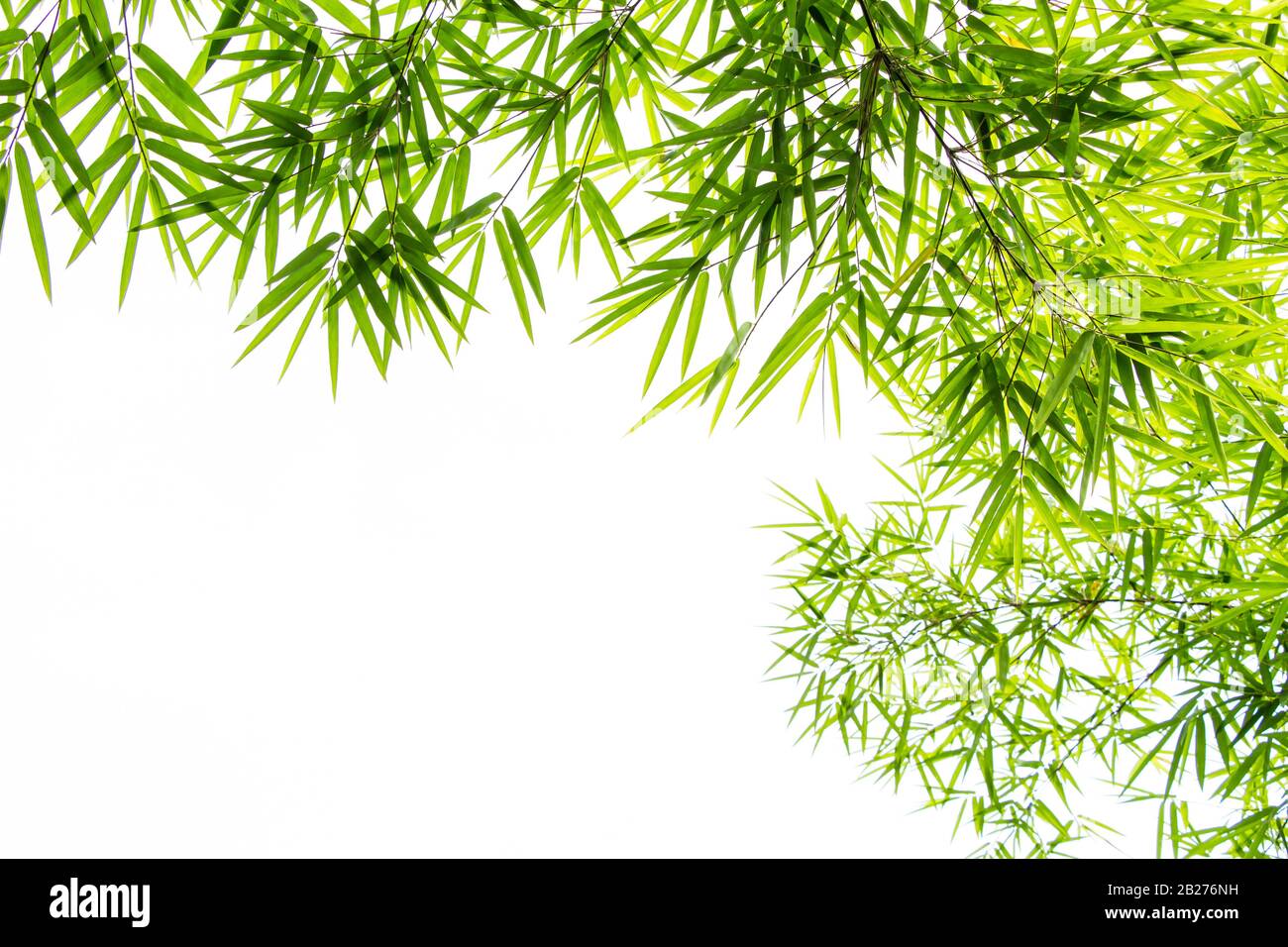 Bamboo leave on white background Stock Photo