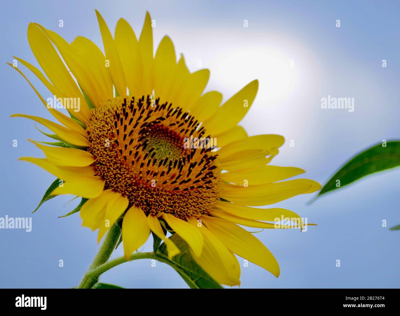 Sunflower at festival in a rural town in Japan Stock Photo Alamy