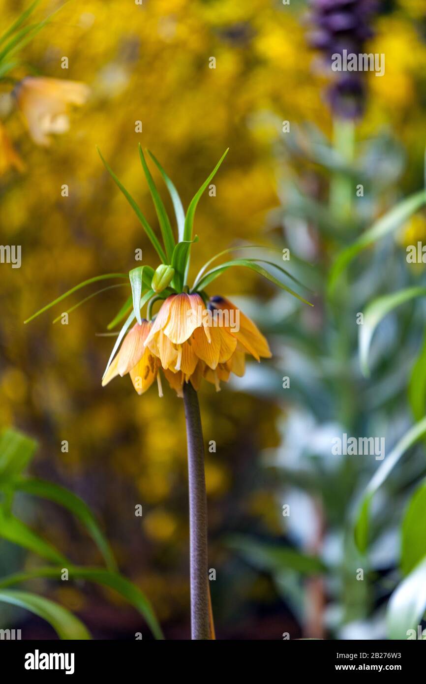 Spring flower, Crown Imperial Fritillary Fritillaria imperialis 'Early Fantasy march flowers Stock Photo