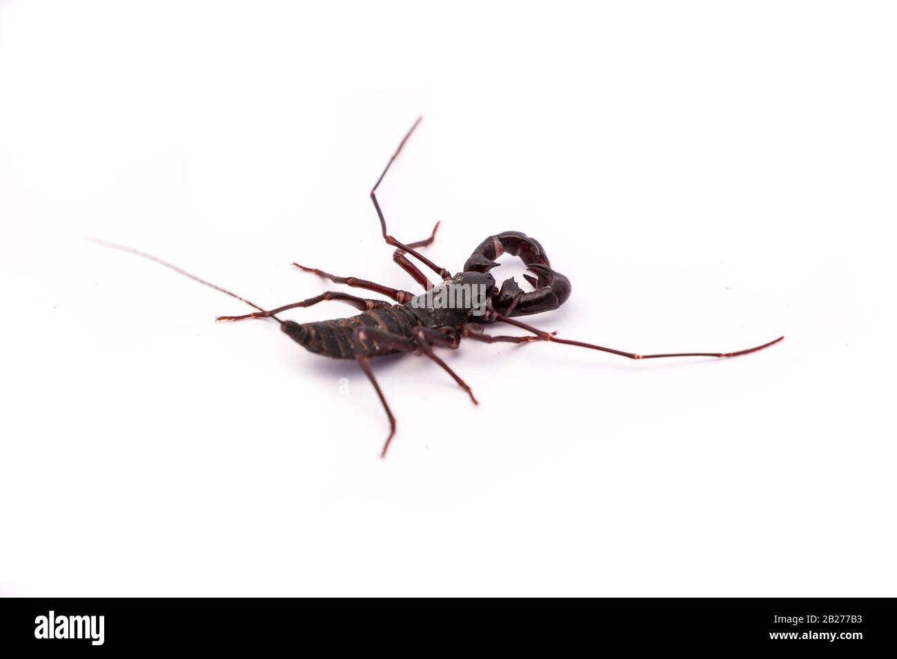 Vinegaroon on white background Stock Photo