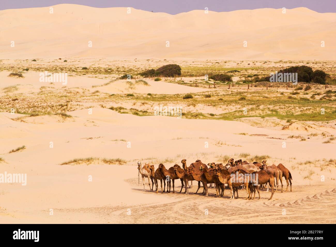 Herd of camels in Anna Bay, Port Stephens, New South Wales, Australia. Stock Photo