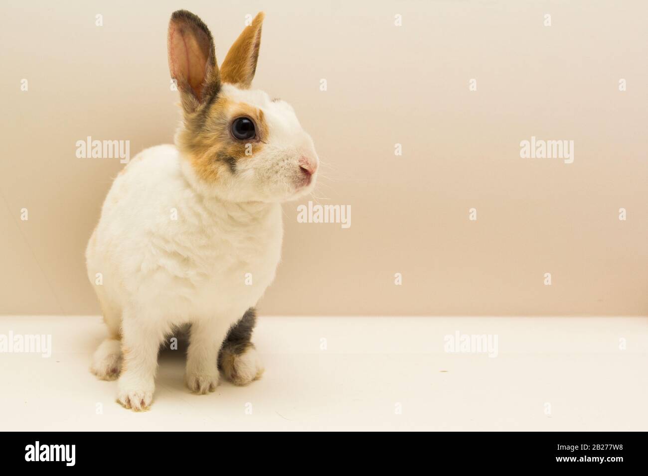 Small rabbit on gray background. copy space Stock Photo