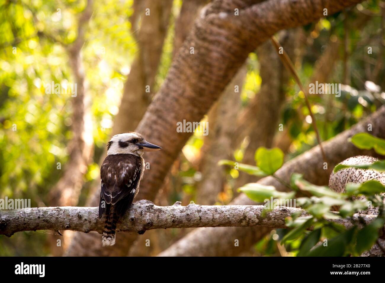 Australian native bird kookaburra on a tree Stock Photo