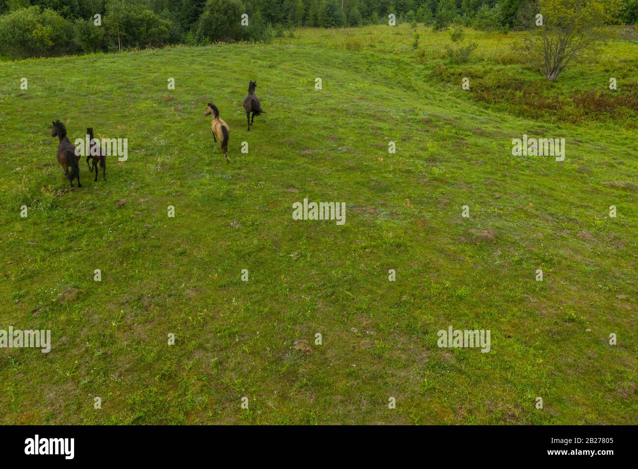 Drone point of view of horses running in meadow during cloudy summer day Stock Photo