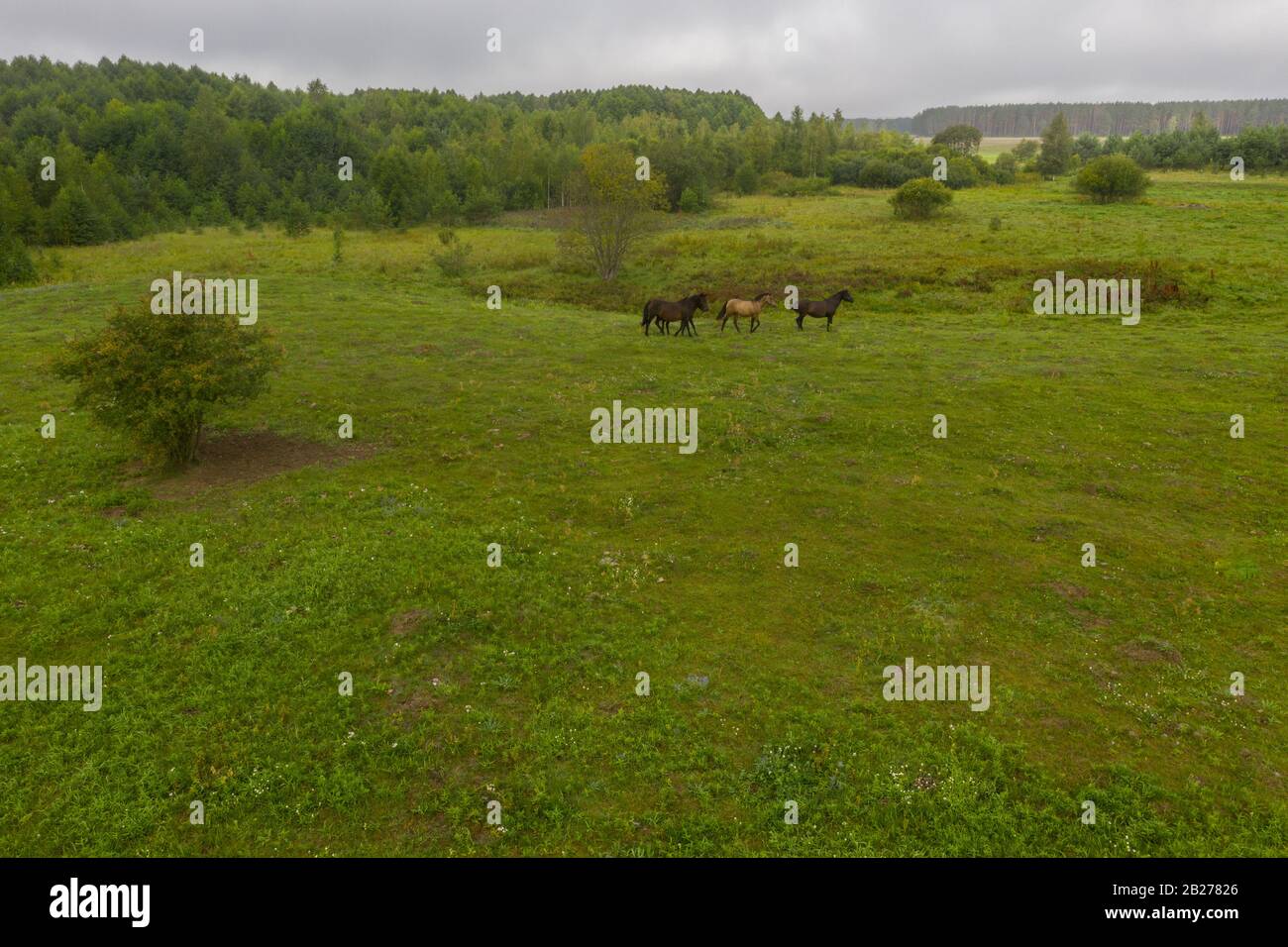 Drone point of view of horses grazing in meadow during cloudy summer day Stock Photo