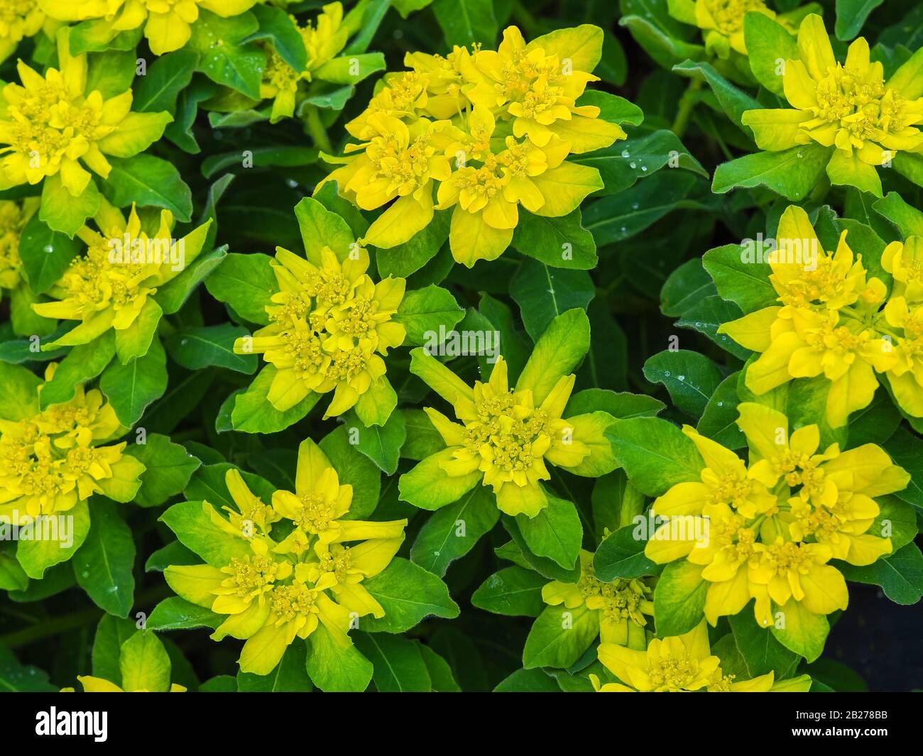 Euphorbia polychroma plant with yellow flowers and green leaves seen from above Stock Photo