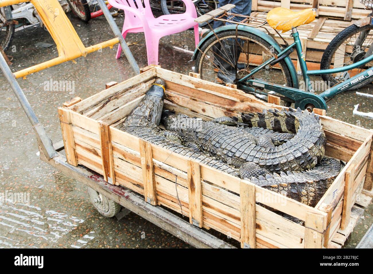 GUANGZHOU, CHINA - CIRCA MARCH 2016: Chinese typical fish and crocodile market Stock Photo