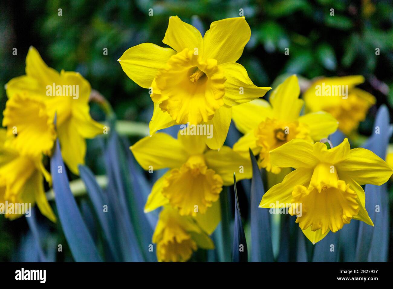 Narcissus Daffodil Golden Harvest Daffodils yellow flowers Stock Photo