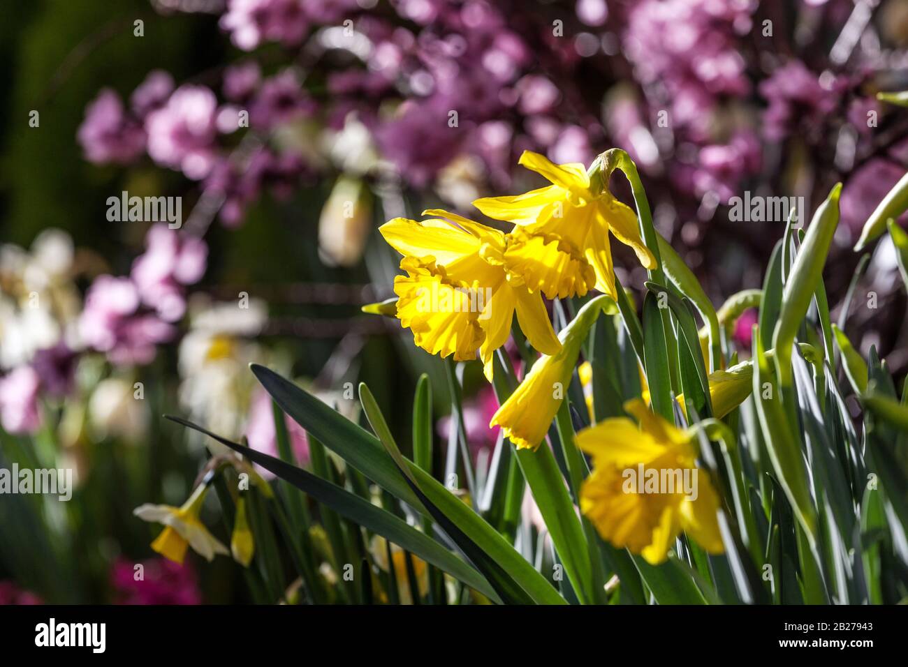Narcissus Daffodil Golden Harvest Daffodils march flowers Stock Photo