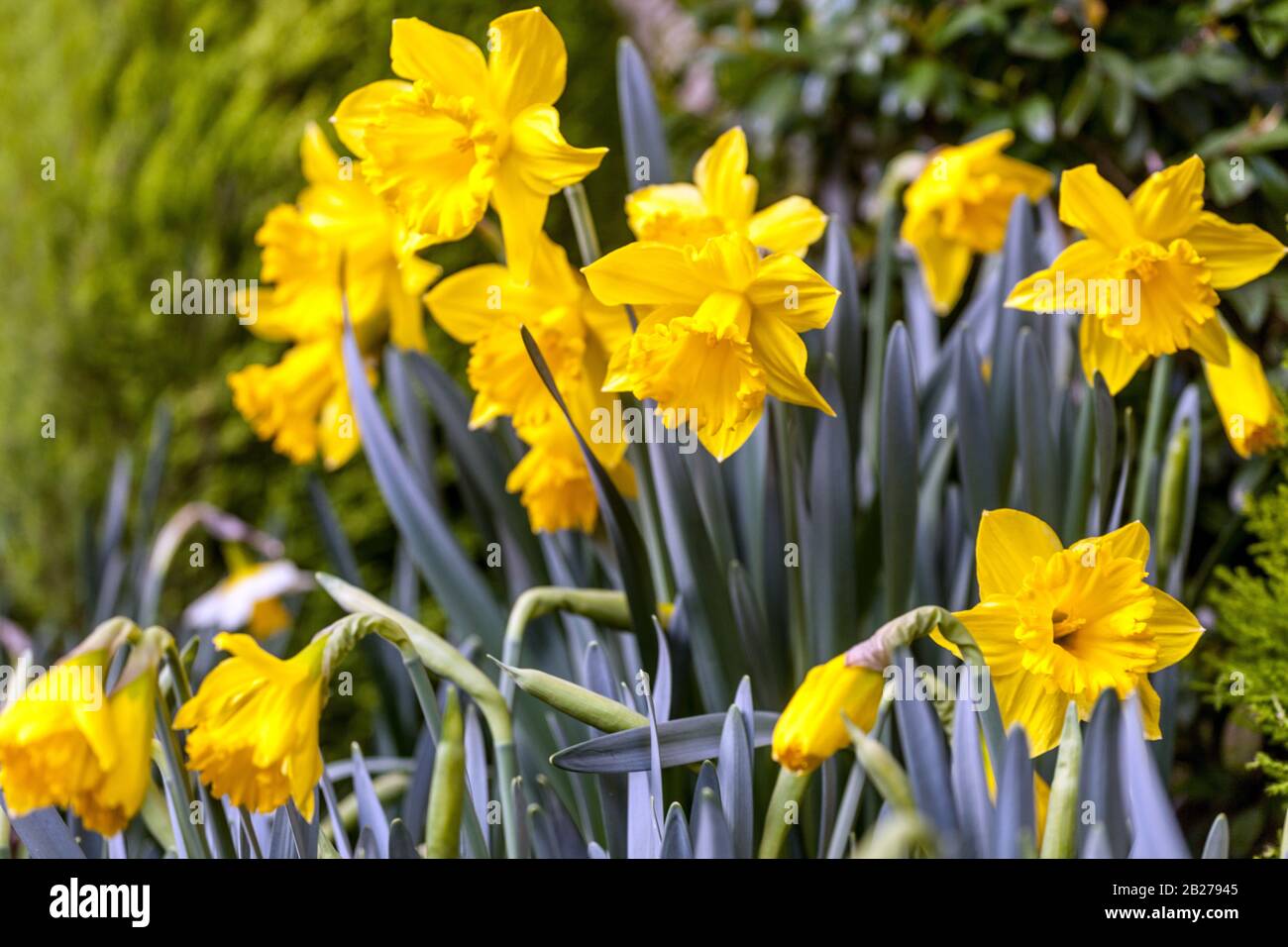 Narcissus Daffodil Golden Harvest Daffodils flowers Stock Photo Alamy