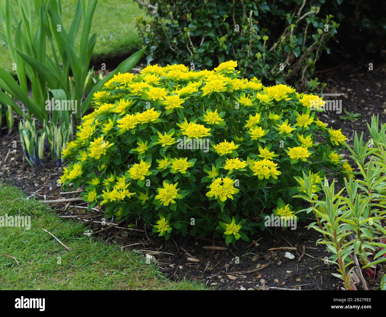 Euphorbia polychroma plant with yellow flowers and green leaves in a garden Stock Photo