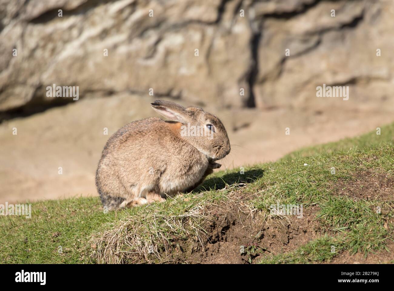 Rabbit, Brimham Rocks Stock Photo - Alamy