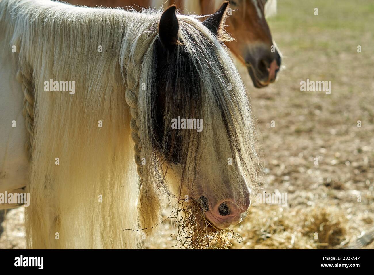 A long haired horse. Gypsy vanner, Gypsy cop Stock Photo