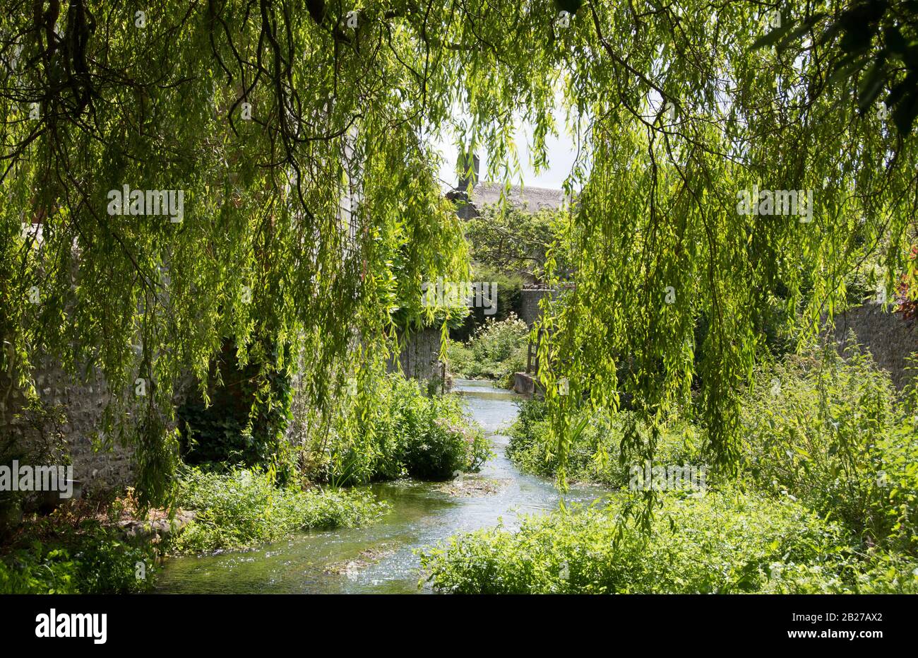 Willow tree growing next to a river and overhanging Stock Photo Alamy