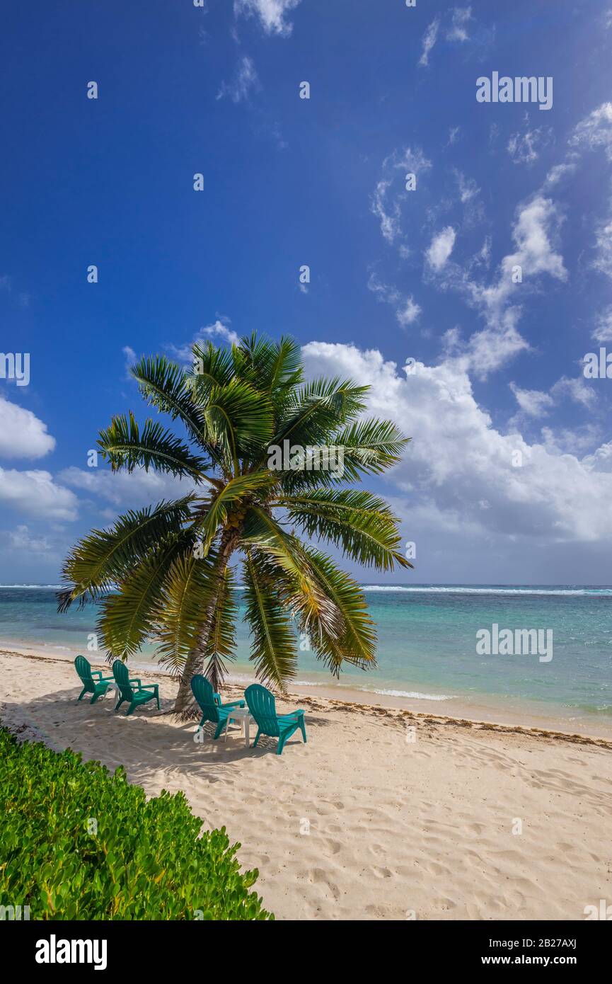 Beach chairs and palm tree at the beach, Grand Cayman Island Stock