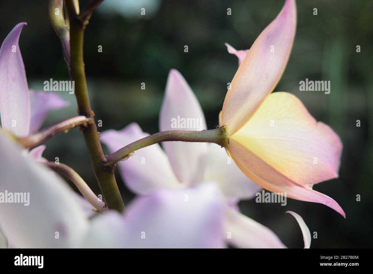 Flower garden ants Stock Photo Alamy