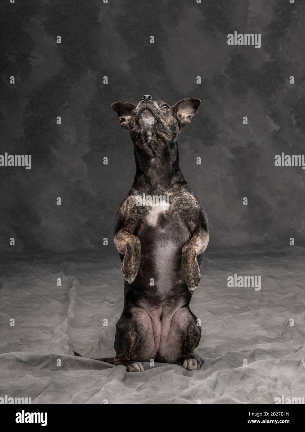 Black dog studio portrait Stock Photo