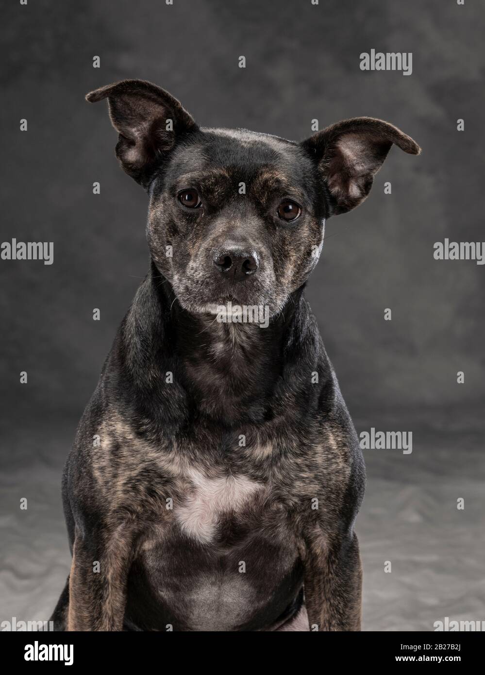 Black dog studio portrait Stock Photo