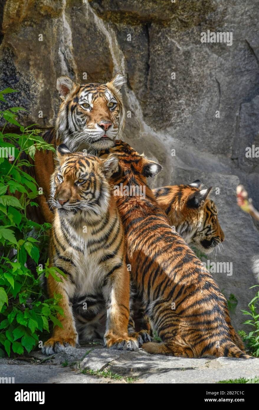Sumatra-Tigerin Mayang mit drei ihrer Kinder aus dem Vierlinge-Wurf, Tierpark, Friedrichsfelde, Lichtenberg, Berlin, Deutschland Stock Photo