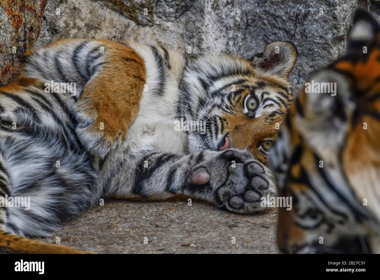 Junger Sumatra-Tiger, Tierpark, Friedrichsfelde, Lichtenberg, Berlin, Deutschland Stock Photo