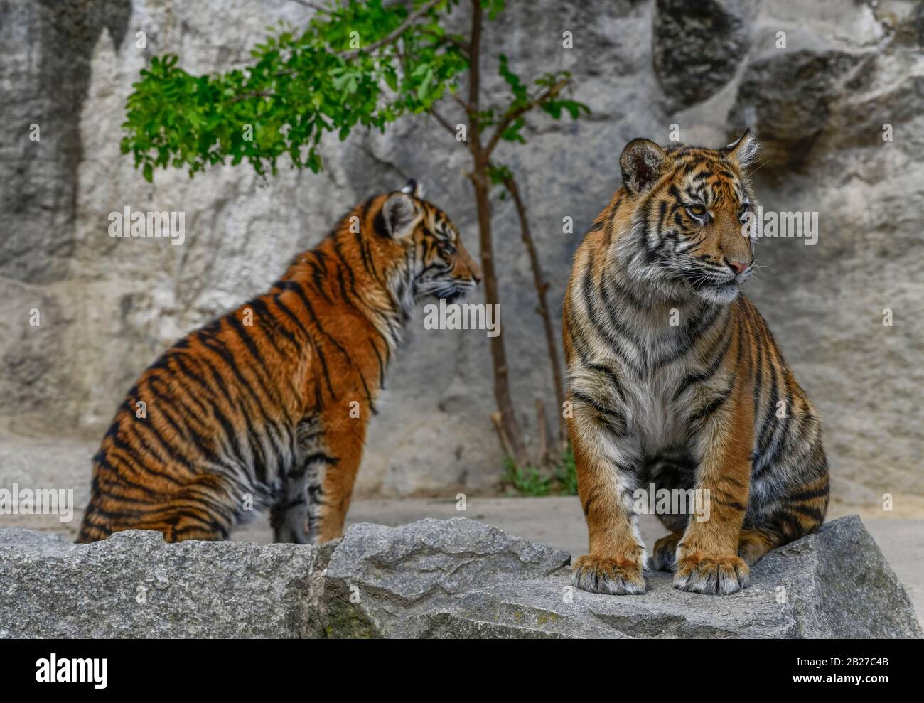 Junge Sumatra-Tiger, Tierpark, Friedrichsfelde, Lichtenberg, Berlin, Deutschland Stock Photo