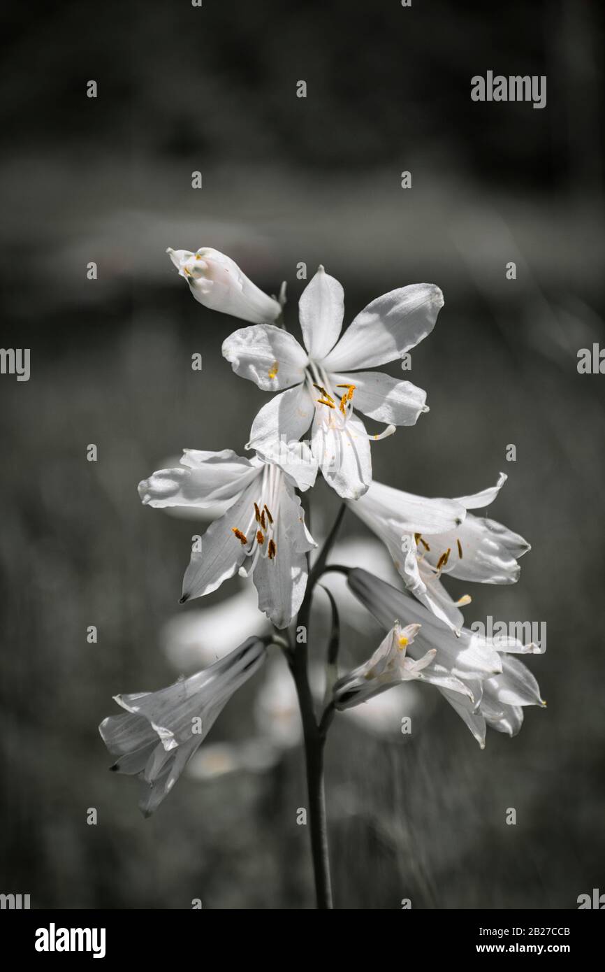 Mountain lily close up in black and white. The anther has been