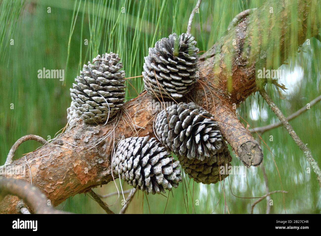 Jelote-Kiefer (Pinus patula) Stock Photo
