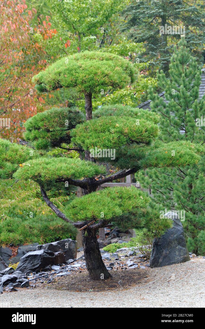 Dreh-Kiefer (Pinus contorta) Stock Photo