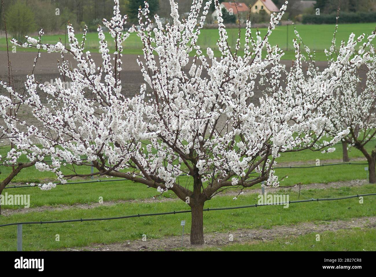 Aprikose (Prunus armeniaca ORANGEREDÆ) Stock Photo