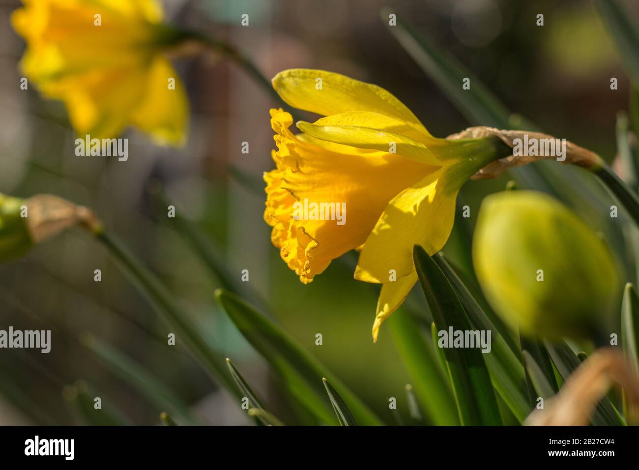Daffodil yellow flowers close-up with green grass. Stock Photo
