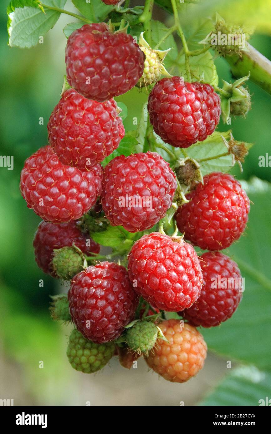 Himbeere (Rubus idaeus 'Pokusa') Stock Photo