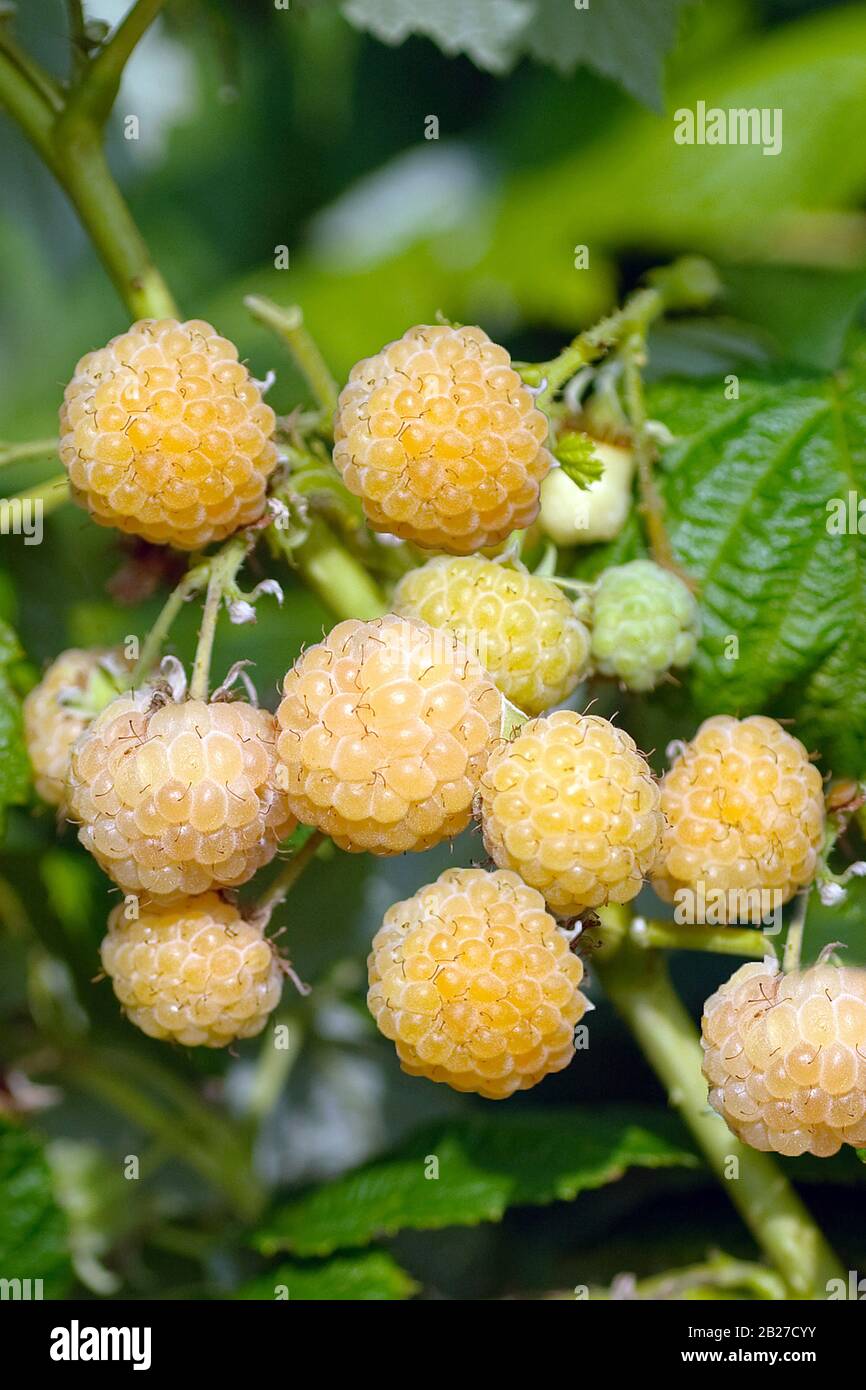 (Rubus idaeus 'Poranna Rosa') Stock Photo