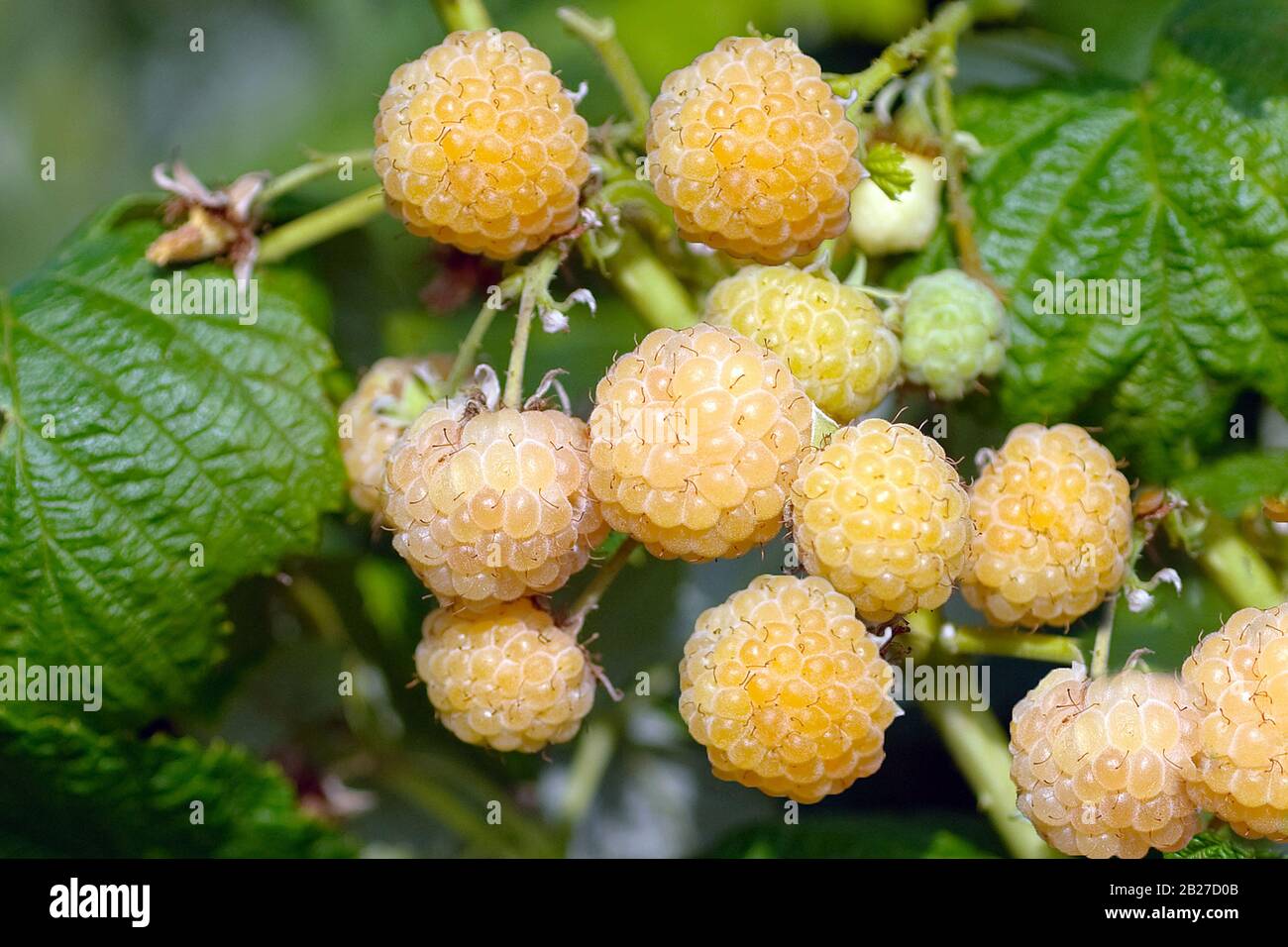 (Rubus idaeus 'Poranna Rosa') Stock Photo