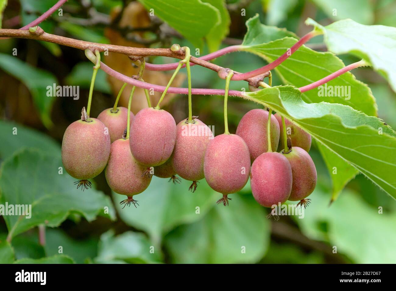 Mini kiwi hi-res stock photography and images - Alamy