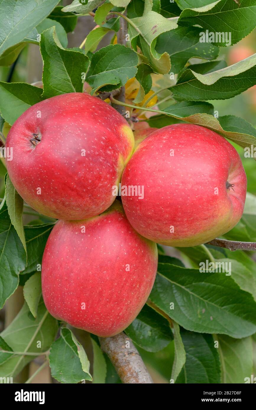 Apfel (Malus domestica 'Recolor') Stock Photo