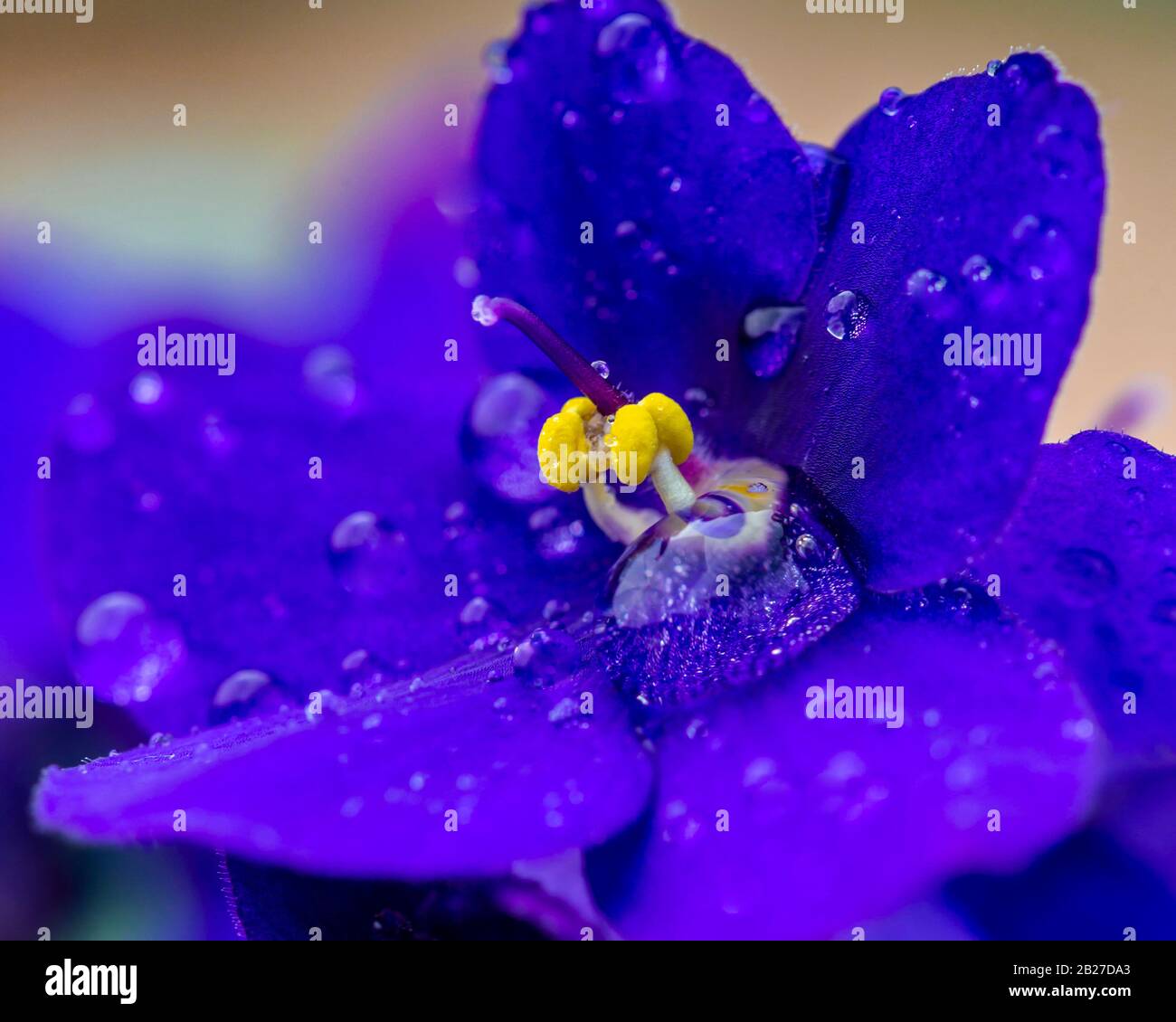 African violet blue flower water drop Stock Photo