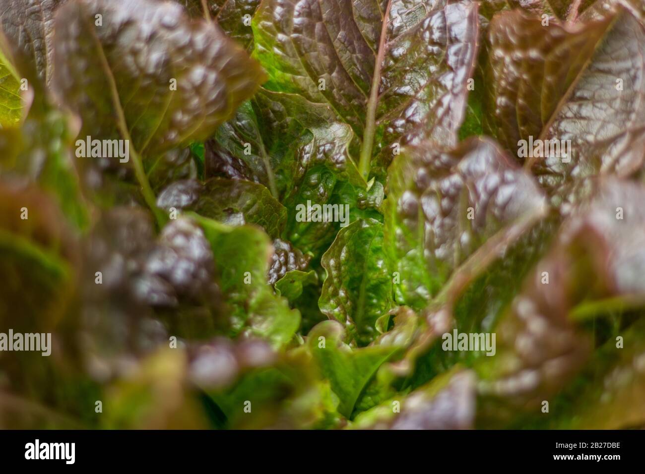 The organic cultivation of lettuce Stock Photo