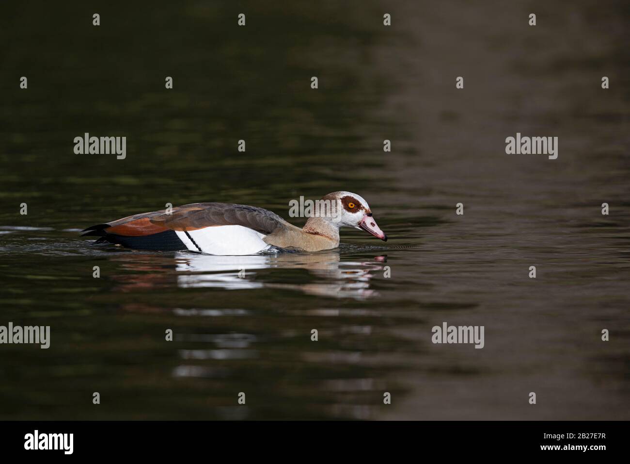 Adult swimming Egyptian Goose (Alopochen aegyptiaca) Stock Photo