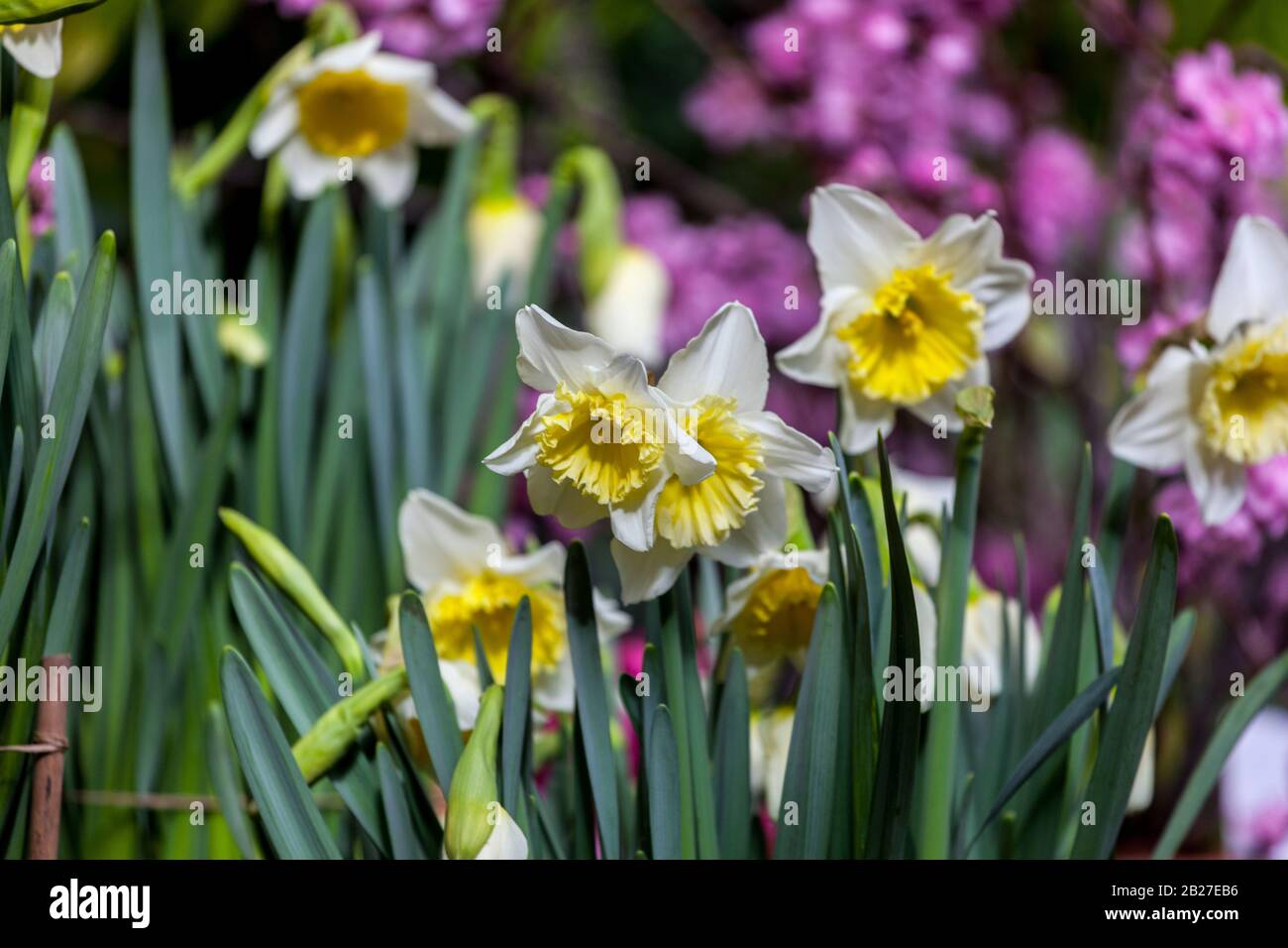 White yellow daffodils spring beauty flowers Stock Photo