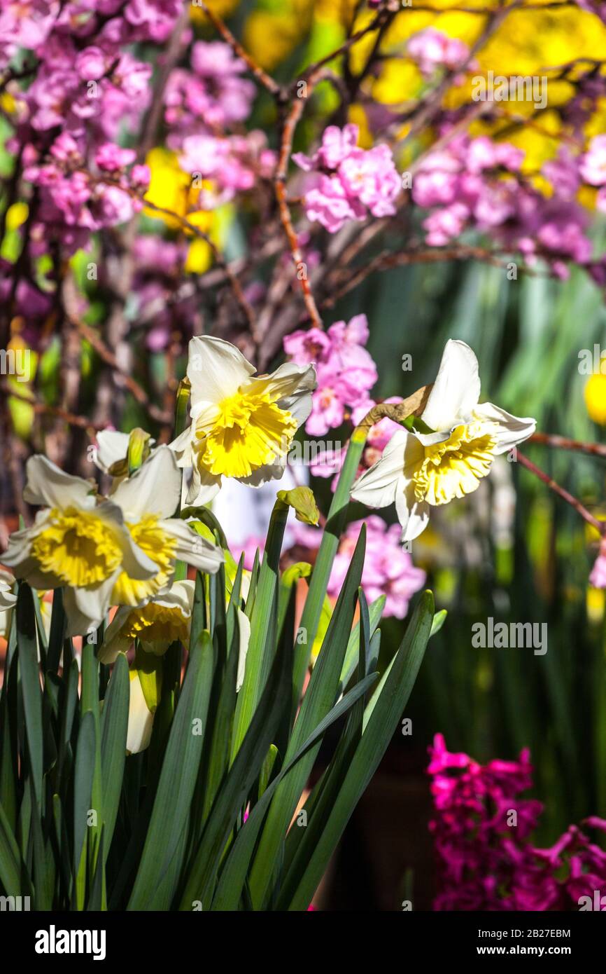 Spring garden flowers, blooming Pink Prunus Daffodil 'Ice Follies' in garden Spring flowers Stock Photo