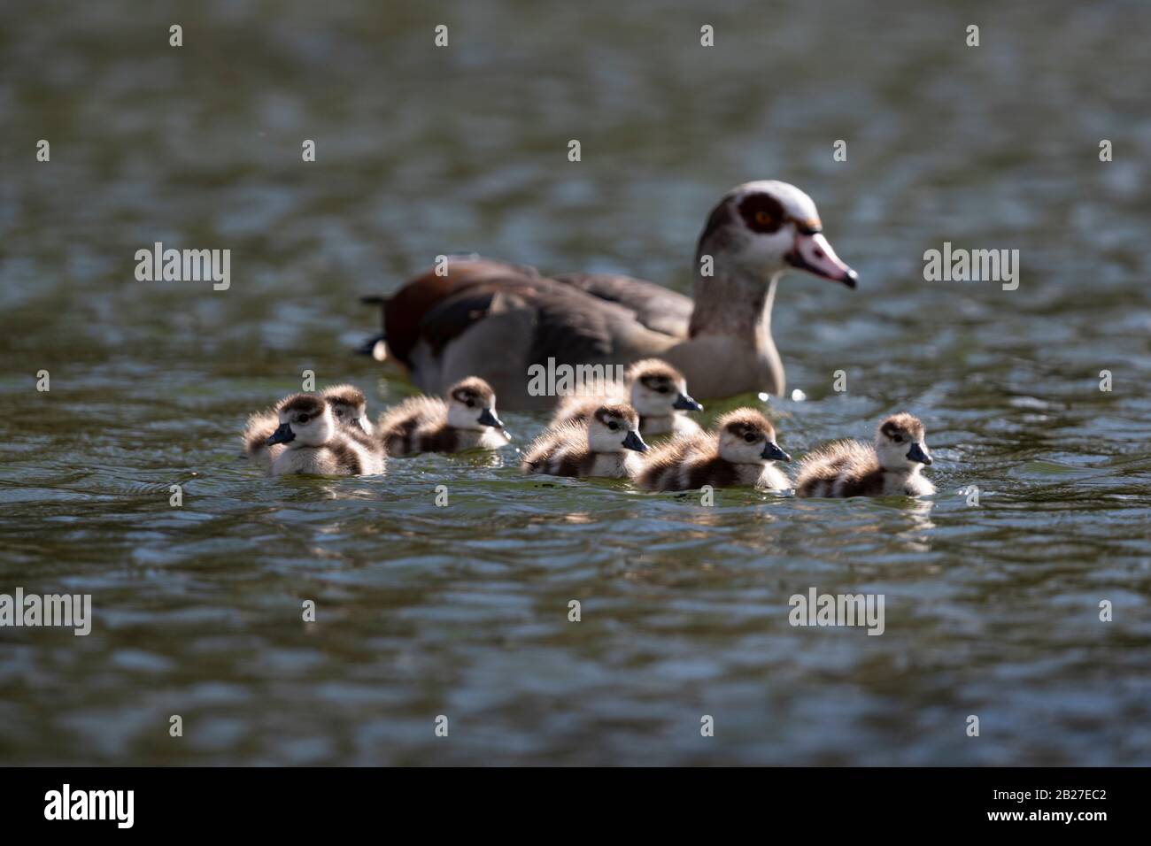 A Family of Egyptian Goose (Alopochen aegyptiaca) consisting of 7 pulli Stock Photo