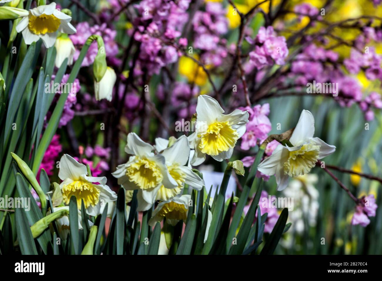 Pink prunus spring flowers garden daffodils Stock Photo