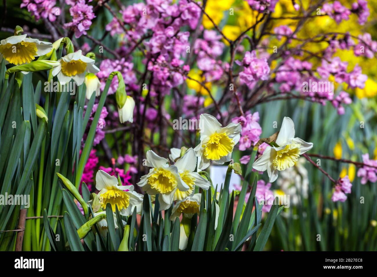 Garden spring colorful plants daffodils prunus blossoms Stock Photo