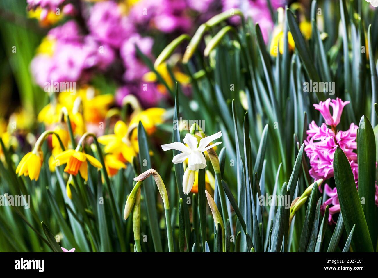 Spring garden border daffodils march flowers Stock Photo