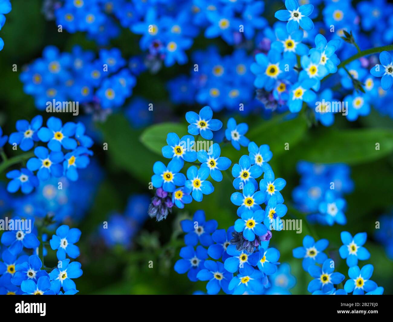 Closeup of pretty little blue garden forget-me-not flowers, Myosotis, seen from above Stock Photo