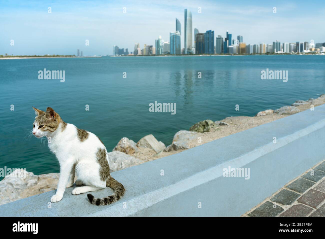 abu dhabi skyline with a cat Stock Photo Alamy