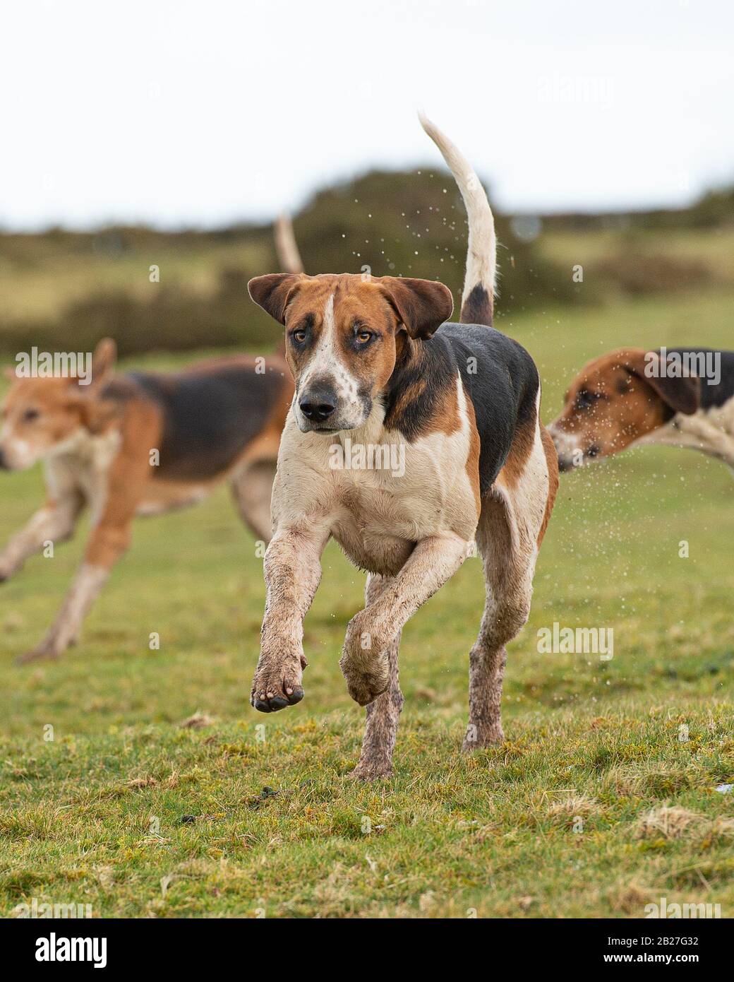 pack of foxhounds Stock Photo