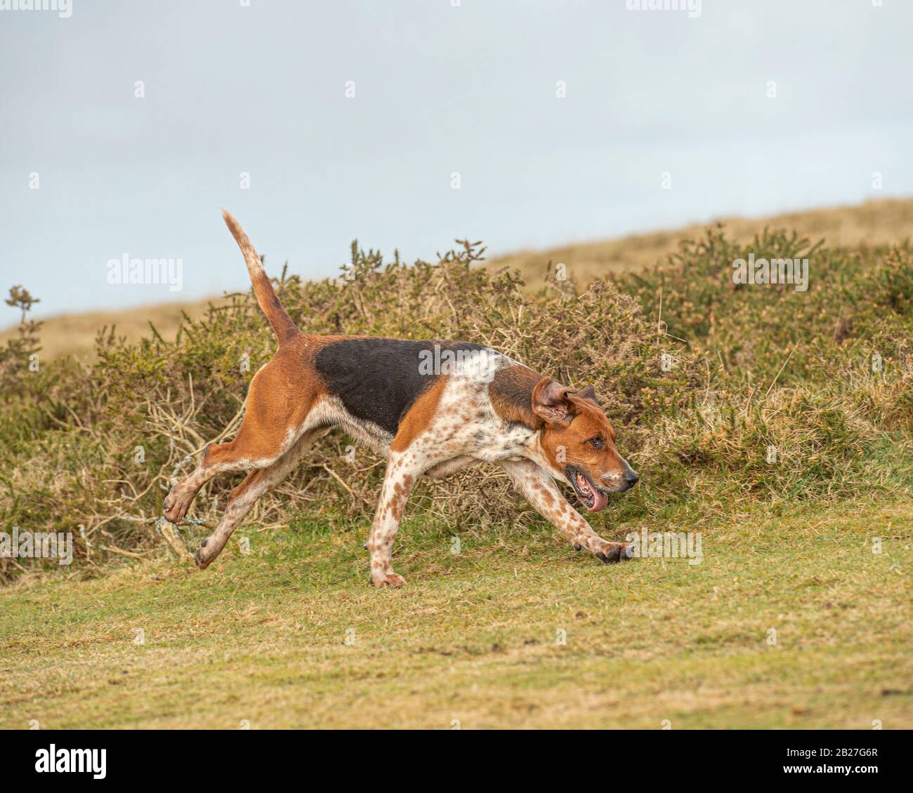 foxhound hunting Stock Photo